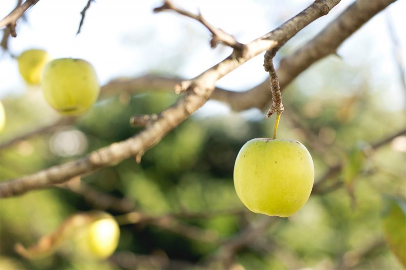 bare-root-fruiting-trees